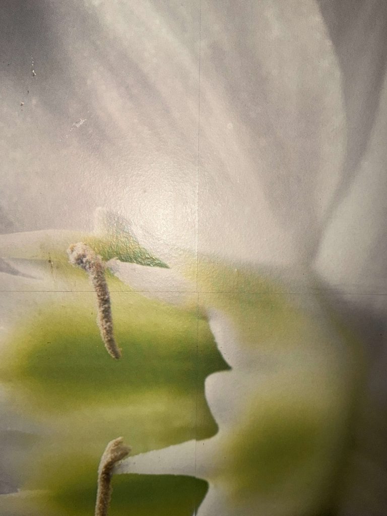 Druk scienny - brak widocznych laczen, w przeciwienstwie do fototapety